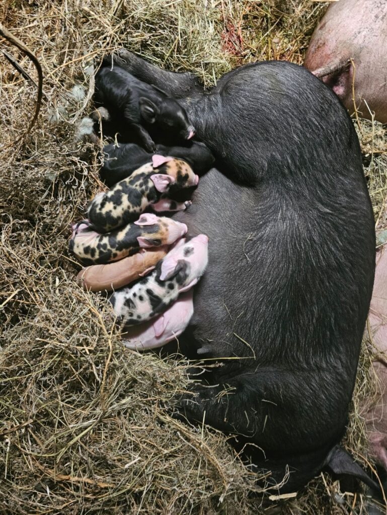 mama and piglets