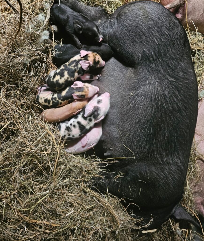 mama and piglets