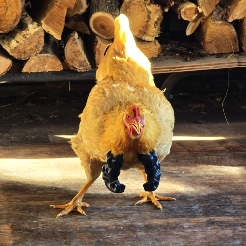 Buff Chicken