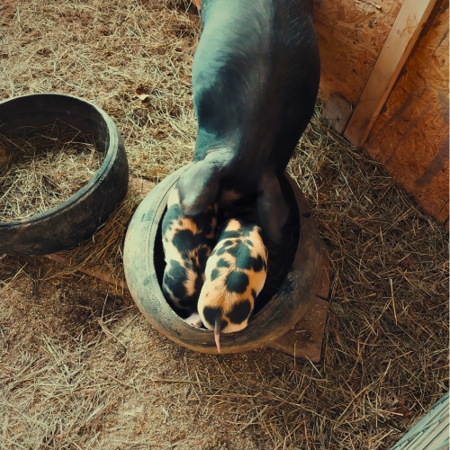 Piglets & Mom Eating